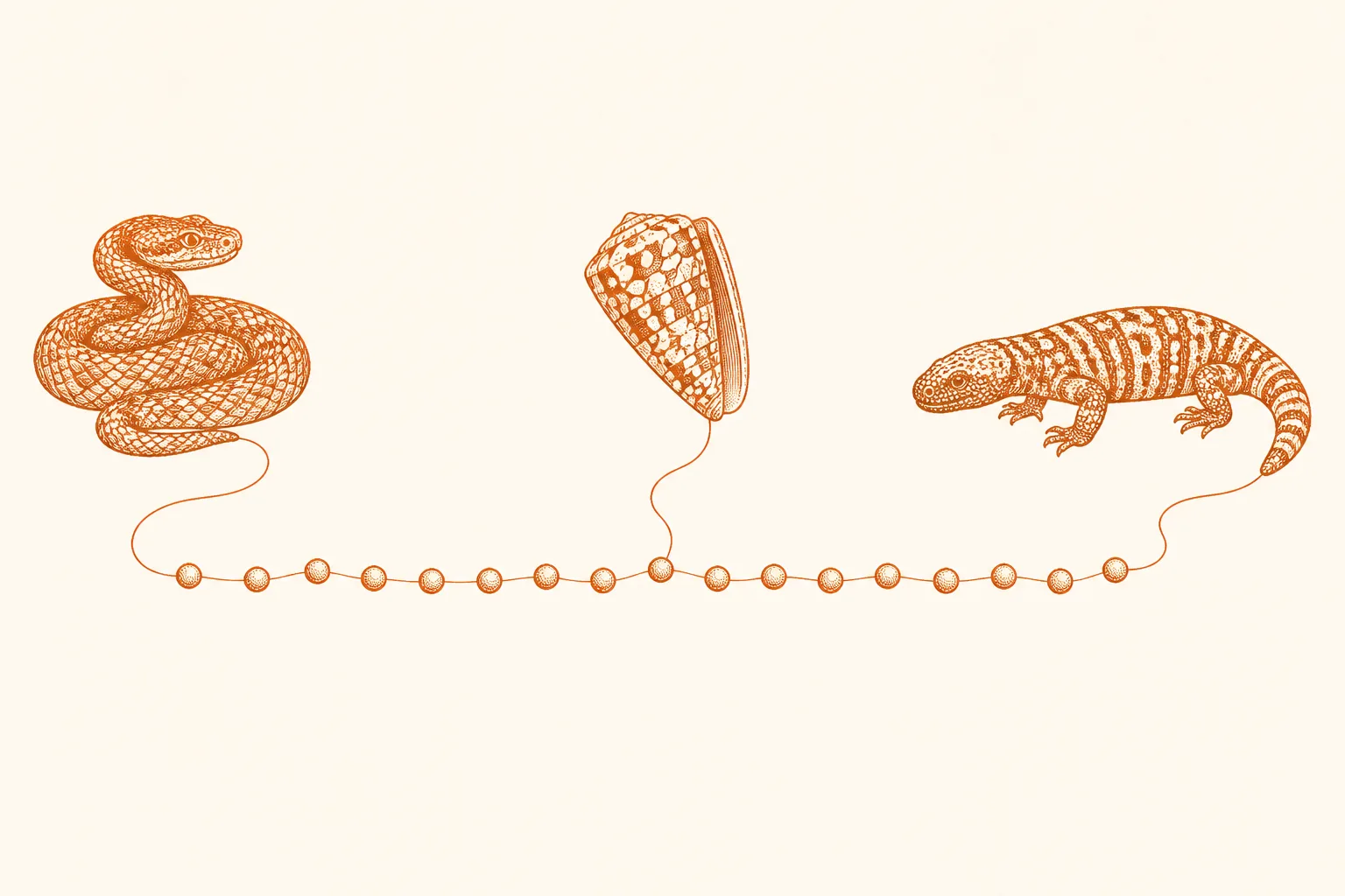 Editorial illustration of a pit viper, a cone snail shell and a Gila monster drawn in ink, their outlines unravelling into a single chain of linked spheres crossing the page